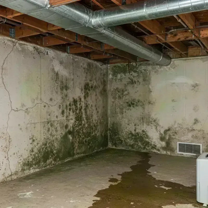 Professional Mold Removal in Crescent City, FL